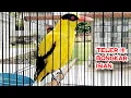 Download Lagu EKSOTIS kicauan BURUNG KEPODANG EMAS GACOR KEPODANG SUMATARA