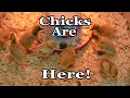 Chick Days At Tractor Supply Co