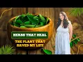 Download Lagu How Lemon Balm Saved My Life | Herbs That Heal (Ep. 1)