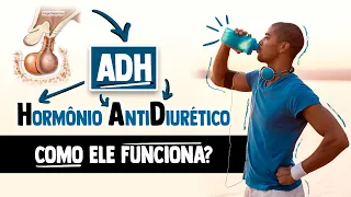 Como funciona o ADH, Hormônio Antidiurético/Vasopressina? │ Fisiologia Resumida