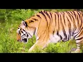 Download Lagu suara harimau mengaum | tiger sound
