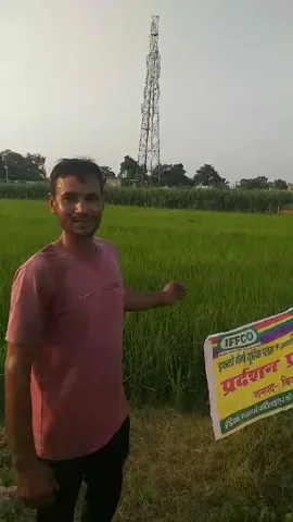 बिजनौर के पंकज कुमार के खेतों में कैसे लहलहाई धान की खेती   | वनइंडिया हिंदी