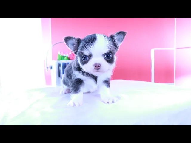 動画
