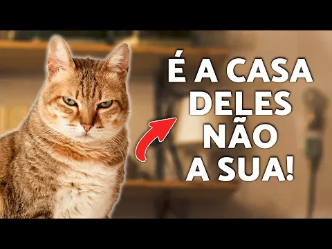 Como cuidar do gato de um amigo 🐱 (Guia para cuidar de gatos)