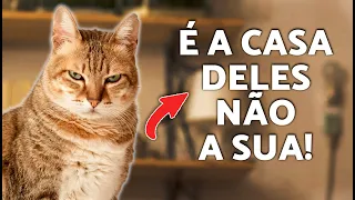 Como cuidar do gato de um amigo 🐱 (Guia para cuidar de gatos)