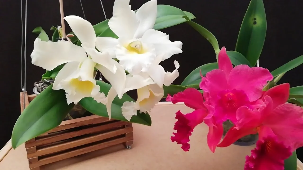 CÓMO CUIDAR LAS ORQUÍDEAS CATTLEYAS DENTRO DE CASA Y LOGRAR ABUNDANTES FLORACIONES!