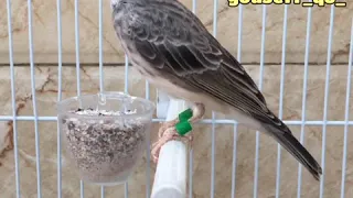 تغريد ياسمين رصاصي افريقي Chanteur D Afrique 