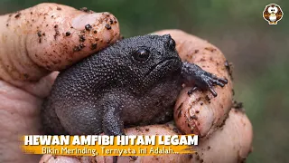 Selalu Pasang Wajah Cemberut, AWAS JANGAN DIPEGANG KALAU LIAT HEWAN INI‼️INI JEBAKAN