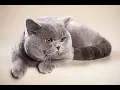Lagu БРИТАНСКАЯ КОШКА ВСЕ О ПОРОДЕ. ИНТЕРЕСНЫЕ ФАКТЫ