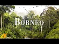 Borneo Jungle 4K - Amazing Tropical Rainforest In Asia | Scenic Relaxation Film with Calming Music