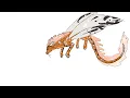SilkWing seawing hybrid named Koi fish