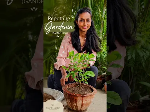 Gardenia (Gandhraj) Repotting Guide 🌼 #Shorts