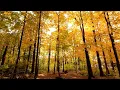 Download Lagu Surah Az-Zalzalah | Sheikh Saad Al-Ghamdi
