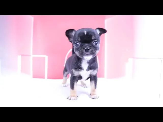 動画