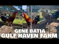 Beautiful Birds Big Farm Gulf Haven Farm
