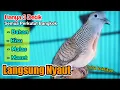 Download Lagu Pancingan PERKUTUT BANGKOK GACOR Kutut Bangkok Negel bisa bikin BUNYI kutut yang malas jadi manggung