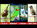 Download Lagu MASTERAN KOMBINASI CILILIN __ SRINDIT __ SIRI SIRI __ CIBLEK KRISTAL