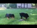 Rottweiler Puppies For Sale