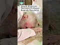 Download Lagu Sayyid Khamenei Makam Rasulullah#videoshort #iran #khamenei #perangiranisrael #fypシ゚viral