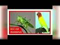Download Lagu Masteran lovebird walang kecek kerik kekek MP3