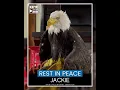 Jackie the bald eagle who became an internet sensation dies after illness