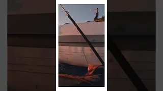 Biggest hogfish I’ve ever pole speared 💪🏼 #shorts #sailing #spearfishing