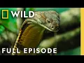 Exploring Indo-Pacific Snakes Full Episode World s Deadliest Snakes Nat Geo Animals