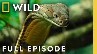 Exploring Indo-Pacific Snakes Full Episode World s Deadliest Snakes Nat Geo Animals