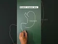 stomach diagram of our human body