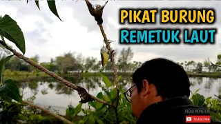 pikat burung remetuk laut mudah dengan cara ini 