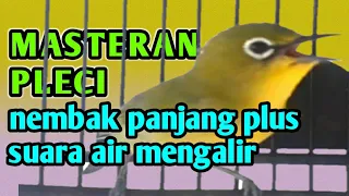 masteran pleci nembak panjang plus terapi pleci suara air mengalir 