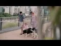 Employment at Animal Emergency Service - Work Life Balance