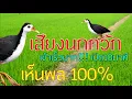 Download Lagu เสียงนกกวัก2023 เข้าเร็วมาก!!! ทดสอบแล้ว เห็นผล 100%