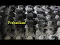 Download Lagu Cara Jin Berubah Wujud Berdasarkan Ilmu Kimia