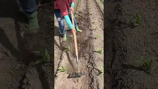                    دندنها