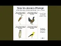 Download Lagu Pipit Rousseline (Tawny Pipit)