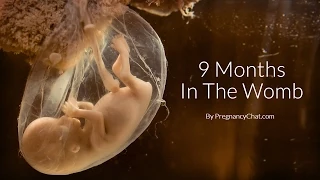 Download 9 Months In The Womb: A Remarkable Look At Fetal Development Through Ultrasound By PregnancyChat.com MP3