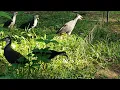 Download Lagu Video orang jerat burung ~ pikat burung ruwak ruwak