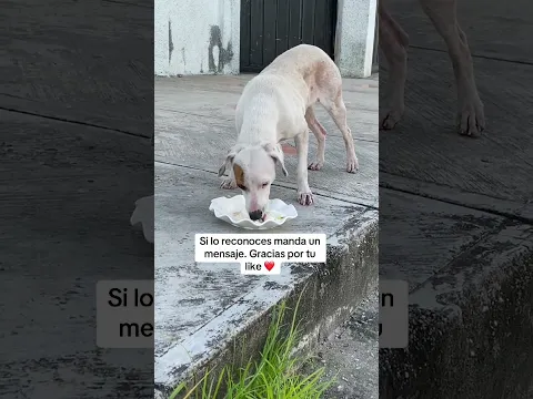 Ayúdanos a encontrar el hogar de pirata 🐶 #consintiendocorazonesabandonados