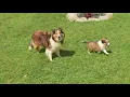 Sheltie Puppies For Sale