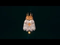 YFN Lucci - Everyday We Lit [ Official Dance Video] ft. PnB Rock @TeamRocket314