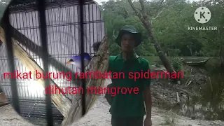 mikat burung rambatan paruh merah yang suaranya super pedas 