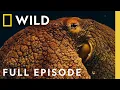 Investigating the Lives of Octopus (Full Episode) | Man vs. Octopus | Nat Geo Animals