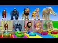 Download Lagu Long Slide Game With Cow Elephant Gorilla Hippopotamus Tiger 3d Animal Game Funny 3d Animals