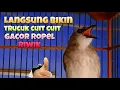 Download Lagu Terapi trucukan biar cepat bunyi gacor riwik sambung ropel
