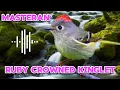 Lagu RUBY CROWNED_KINGLET‼️ TEMBAKAN KHAS✅✅
