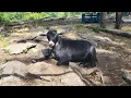 ALEX THE BUTCHER - Visits the Ferme L Eco des Champs