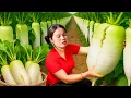Download Lagu Harvest fresh radishes to sell \u0026 Cook food for pigs with single mom