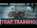 How to Trap Train Feral Cats for TNR Using Tru Catch Traps