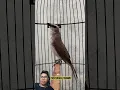 Download Lagu Nature’s Melody: Voice of the Trucukan Bird #birds #birdsinging #birdtalk #birdsong #birdcall